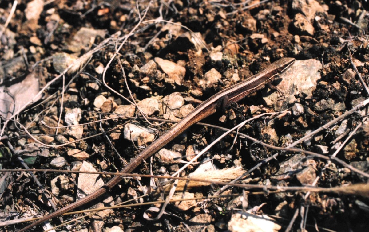 Корейская долгохвостка