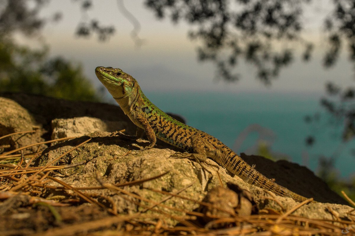 Пресмыкающиеся во весь рост