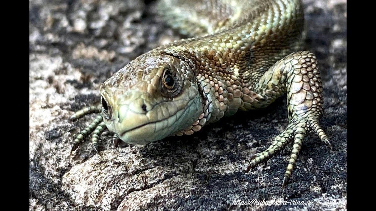 Ящерица в саду