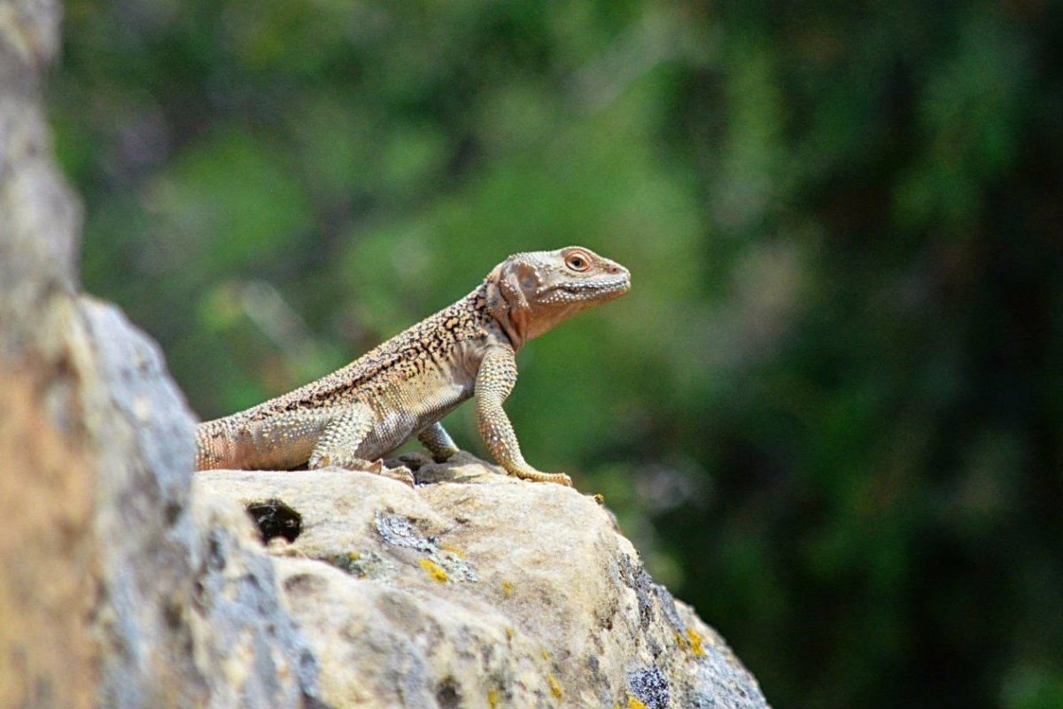 Ящерица Бархан Сарыкум