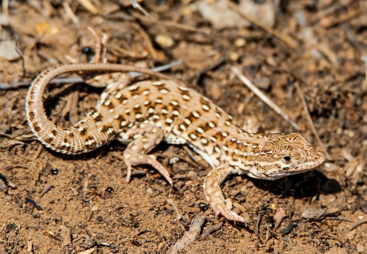 Ящурка Барбура