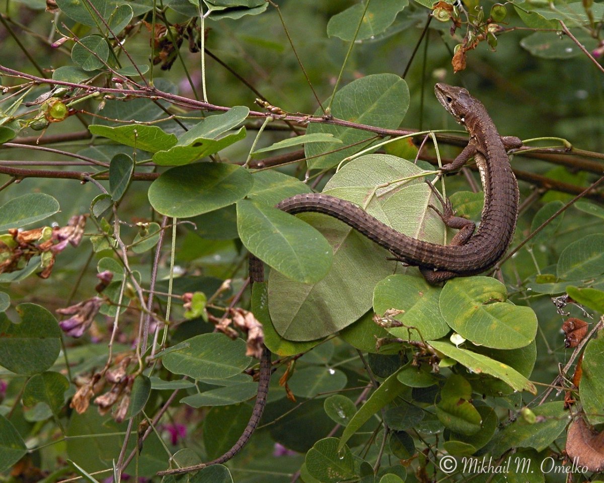 Амурская долгохвостка