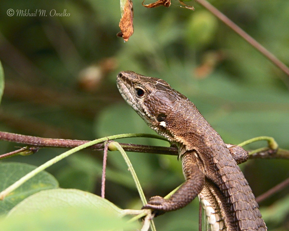 Ящерица долгохвостка