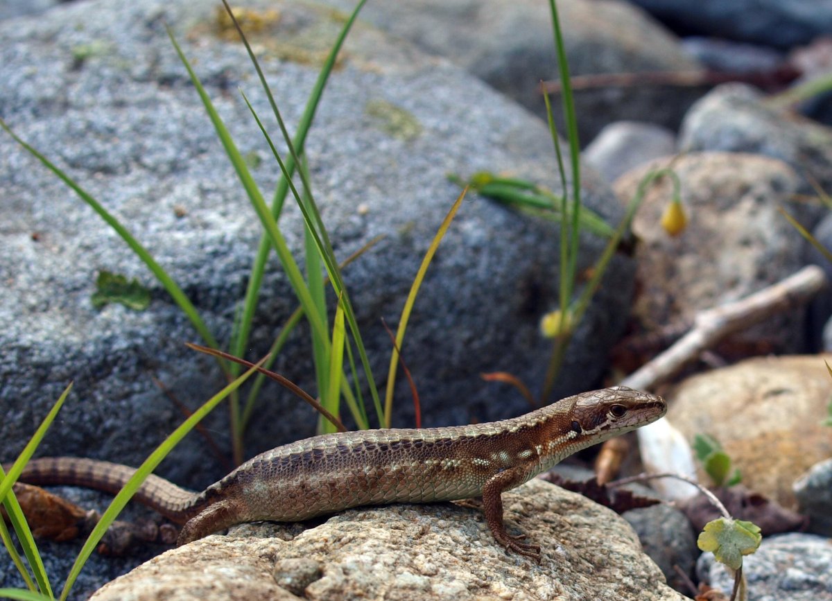 Ящерицы Приморского края