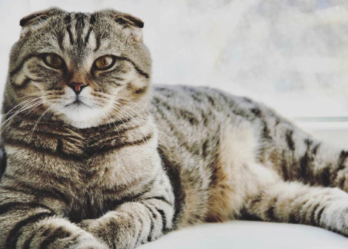 Британский скоттиш фолд полосатый
