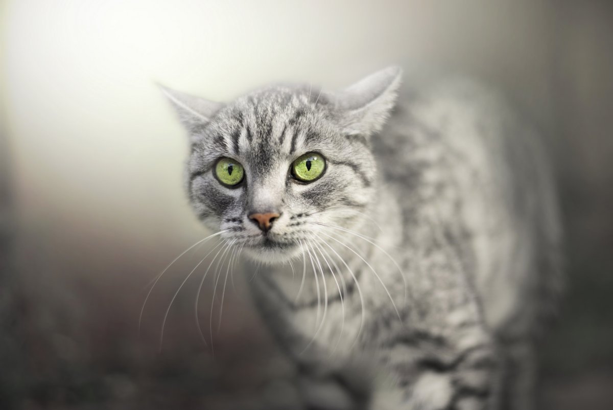 Серый кот с зелеными глазами
