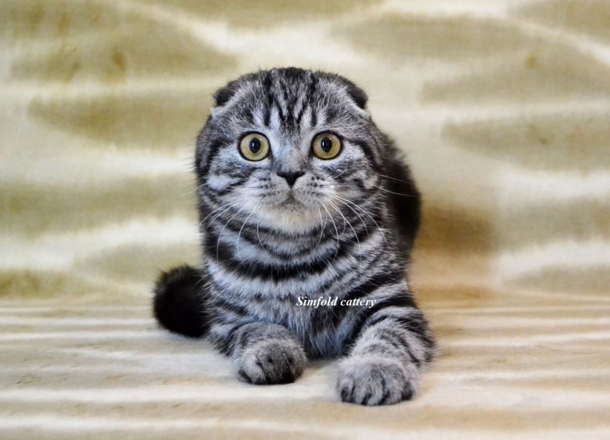 Шотландская вислоухая полосатая