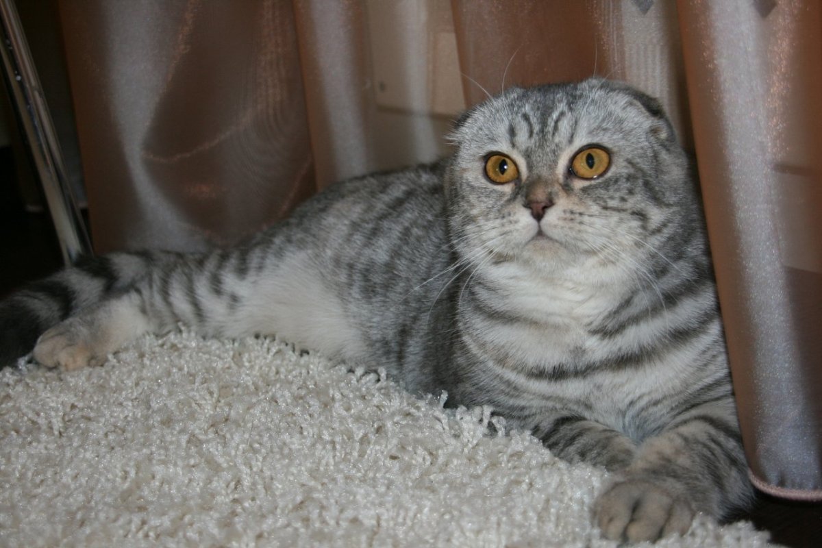 Шотландская вислоухая кошка скоттиш страйт