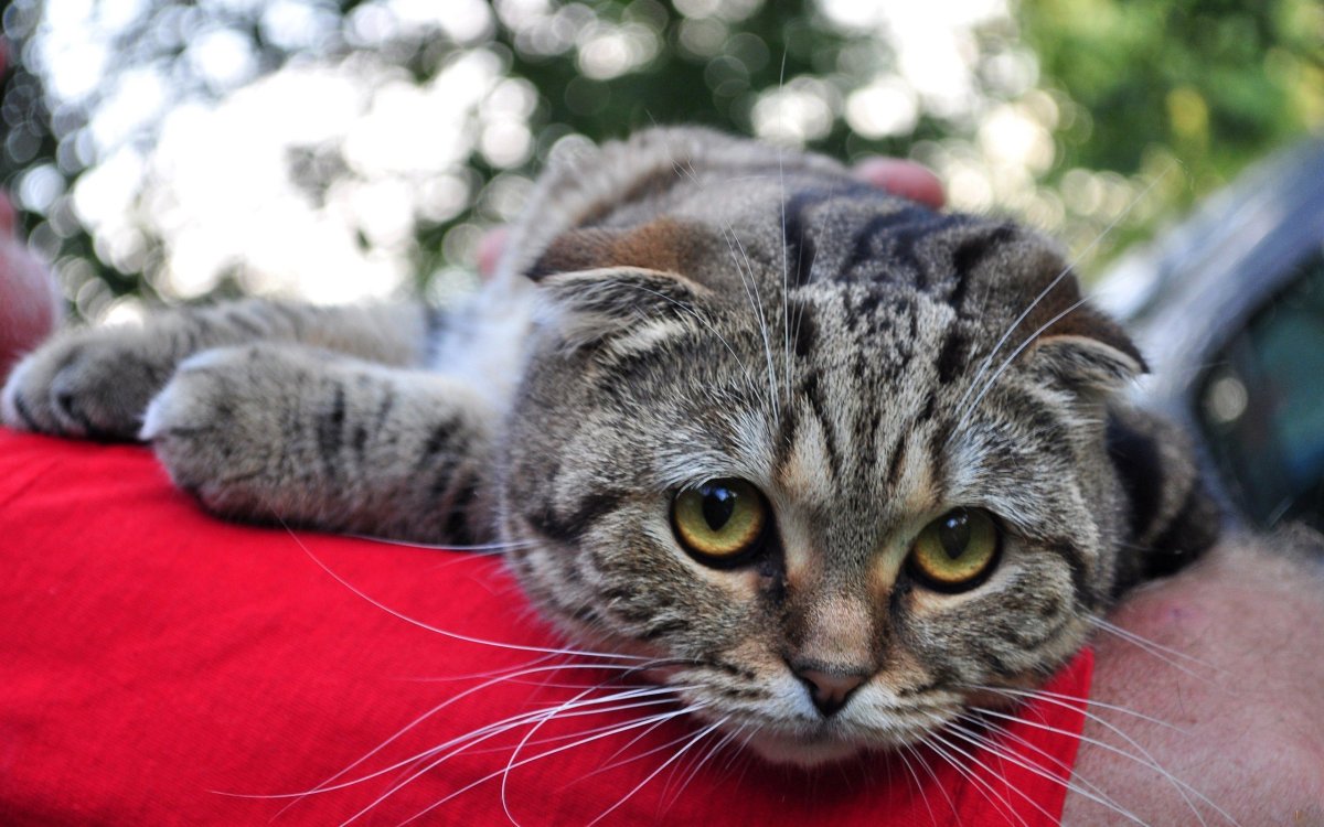 Котики обормотики