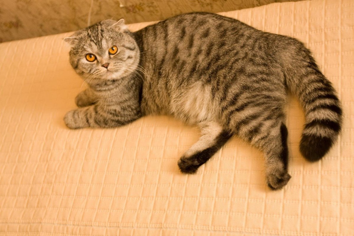 Скоттиш полосатый