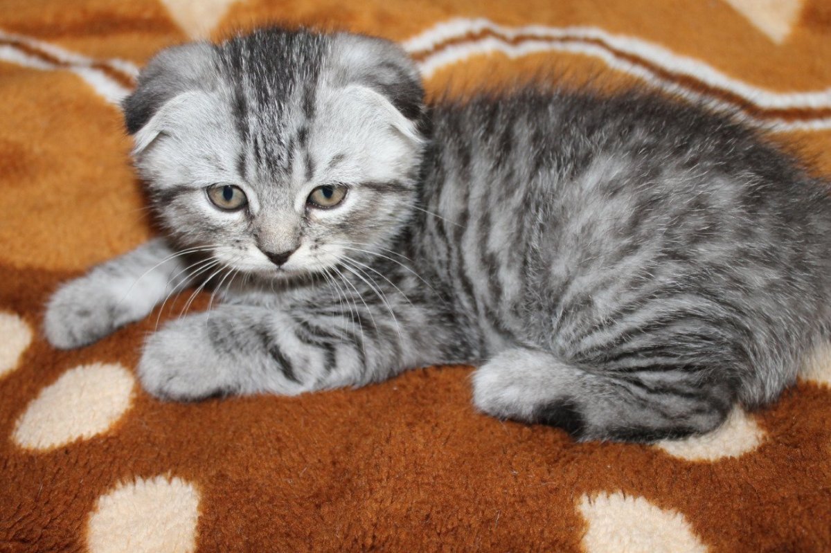 Шотландская вислоухая полосатая