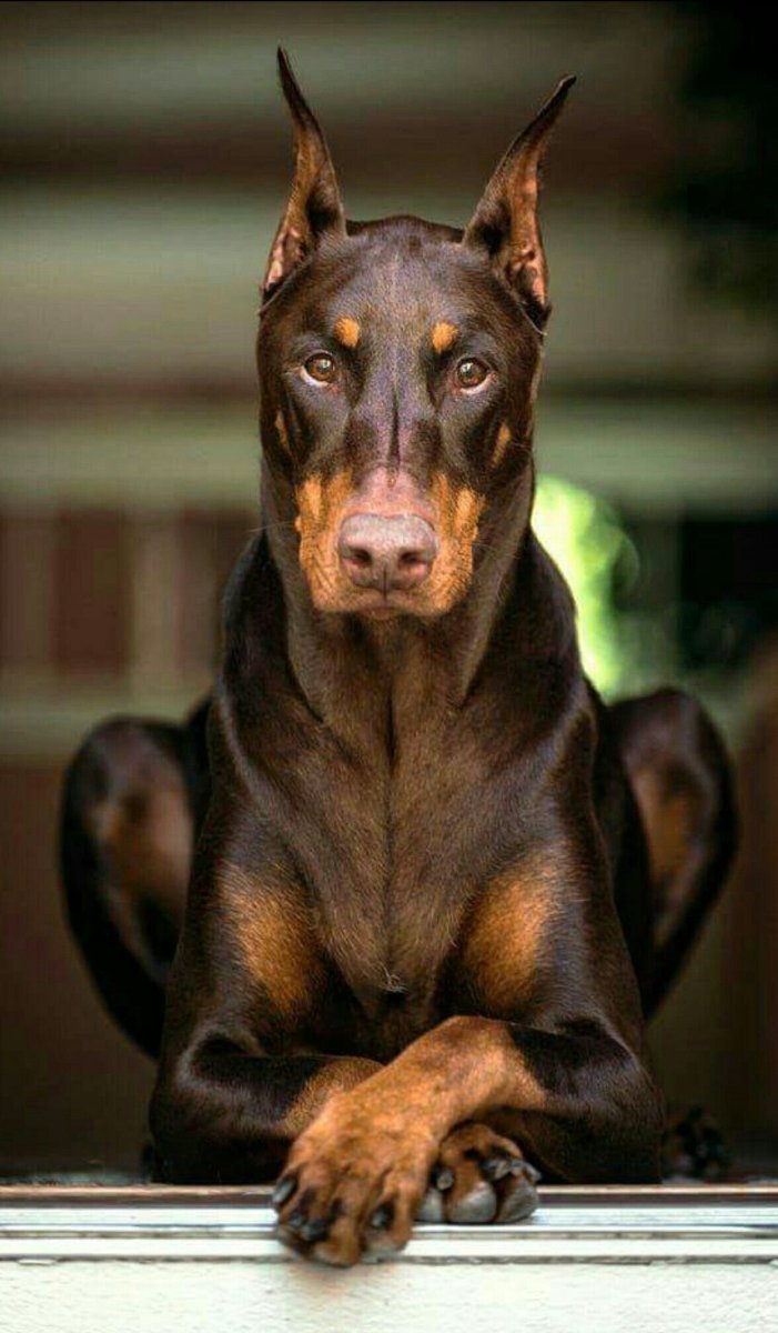 Доберман коричневый кабель