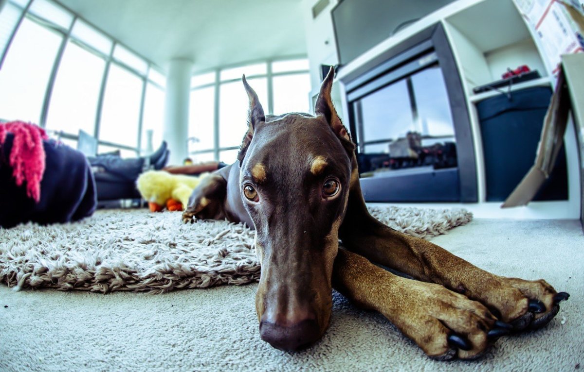 Доберман на рабочий стол