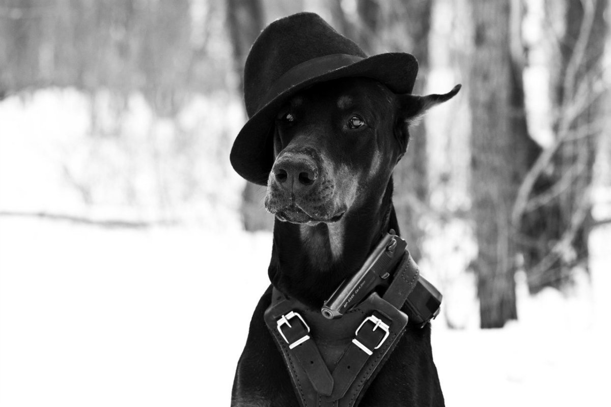 Доберман с пистолетом