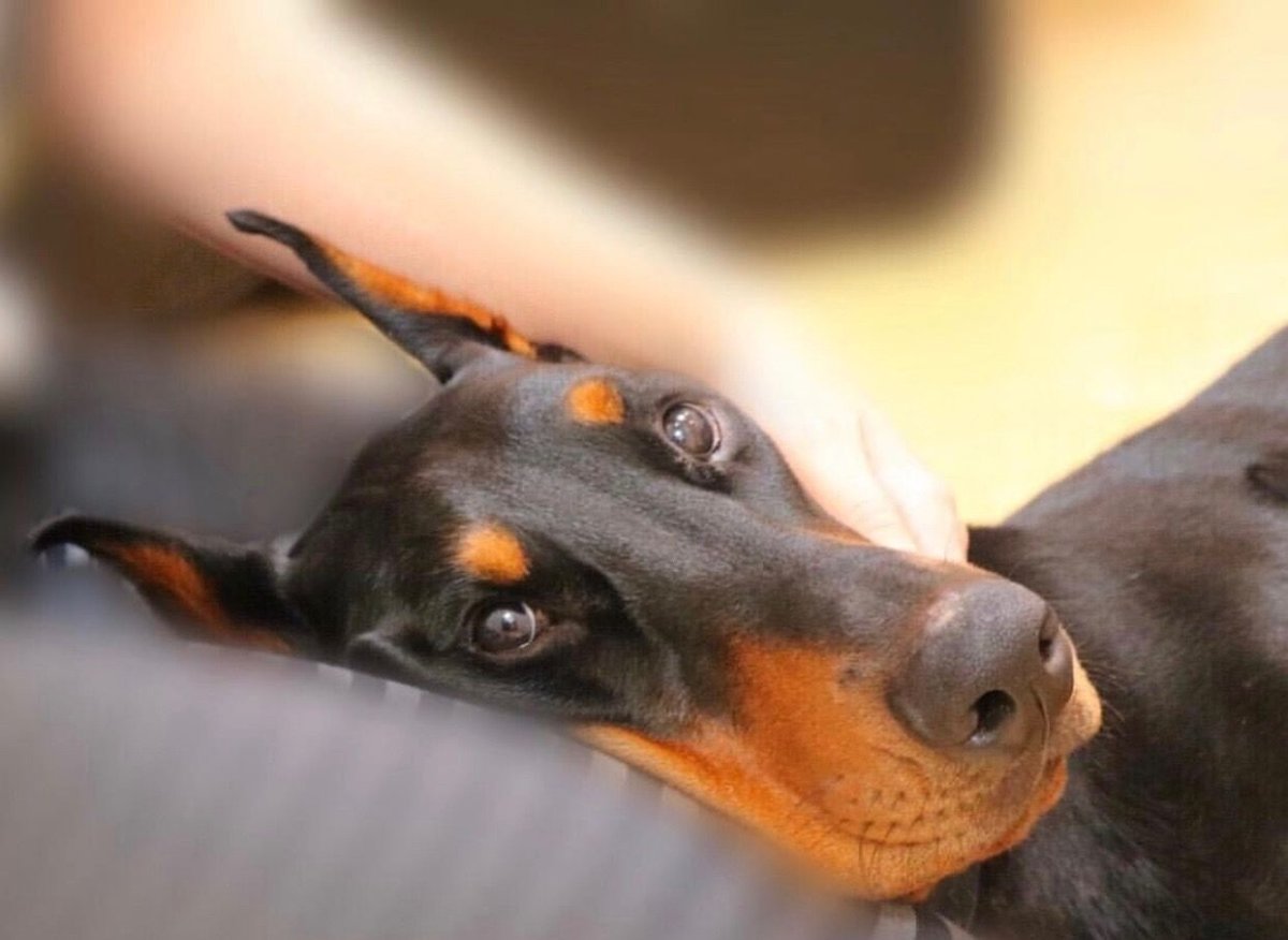 Испуганный Доберман