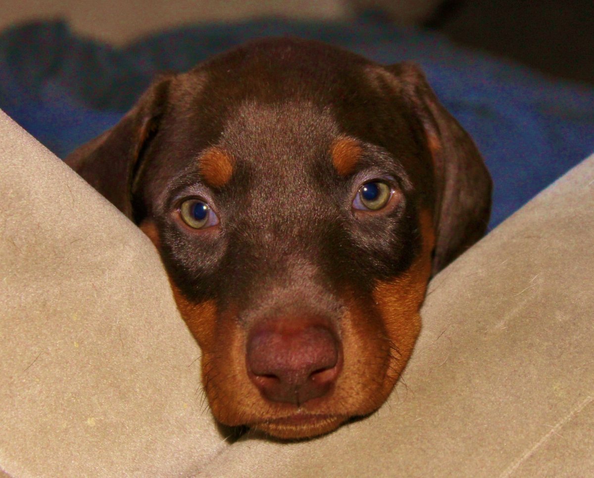 Голубоглазый Доберман