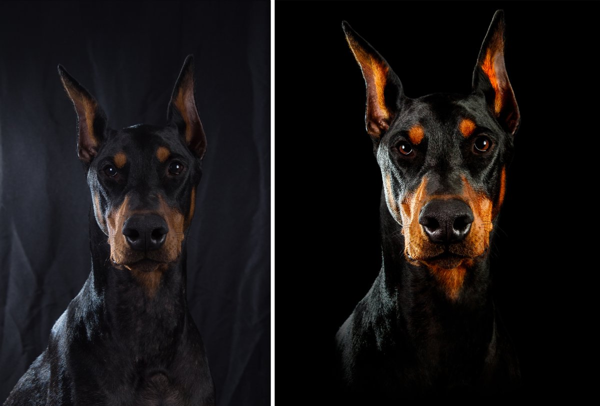 Доберман CAPCUT