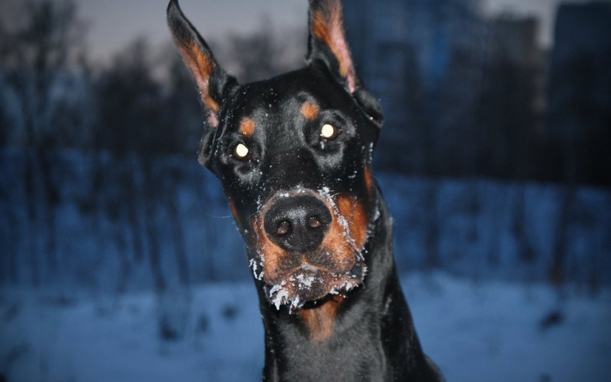 Собака Доберман