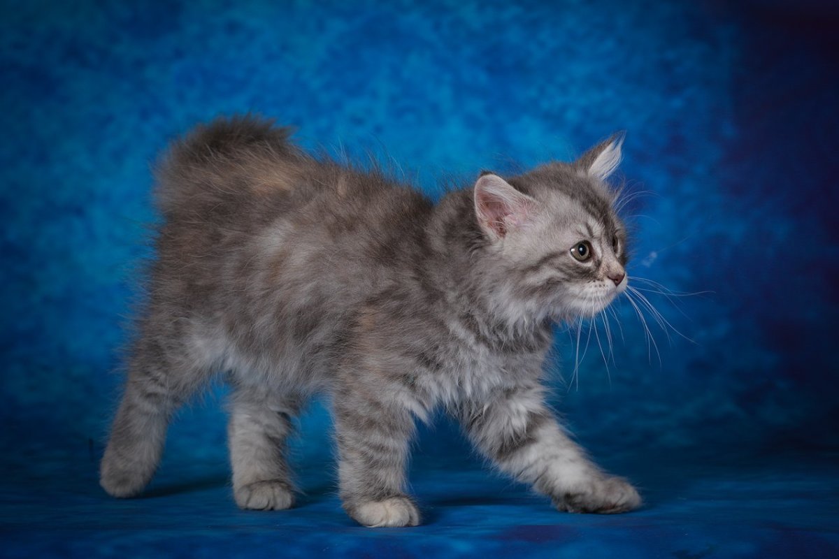 Голубокремовая черепаховая с белым котёнок короткошёрстная