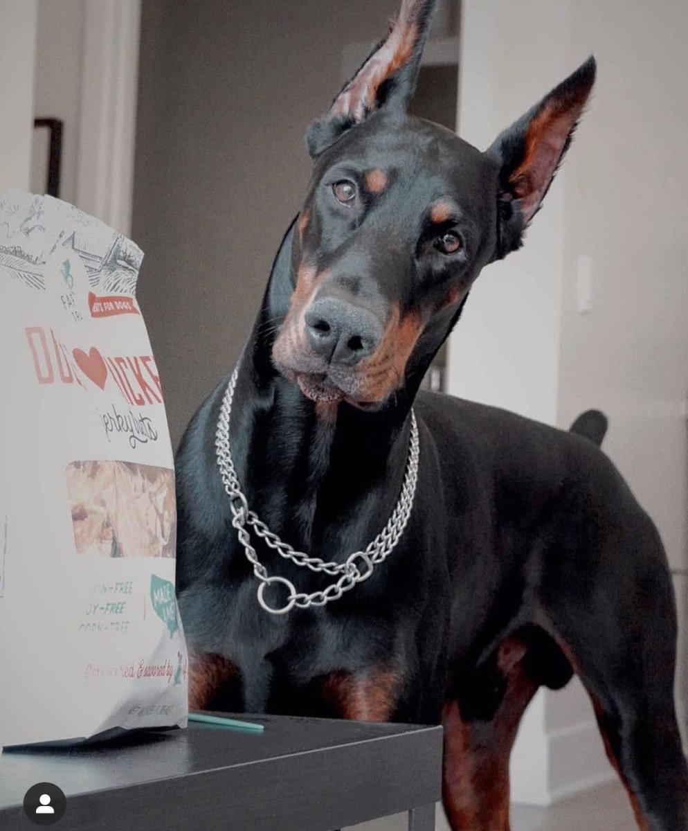 Голубой Доберман Эстетика