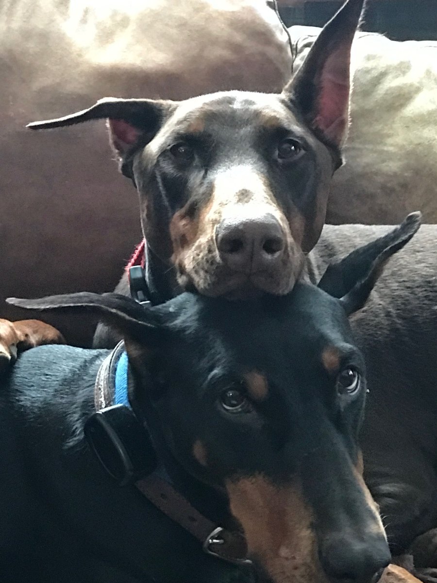 Щенок добермана Эстетика