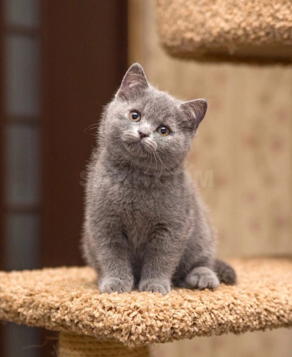 Голубокремовая черепаха сфинкс