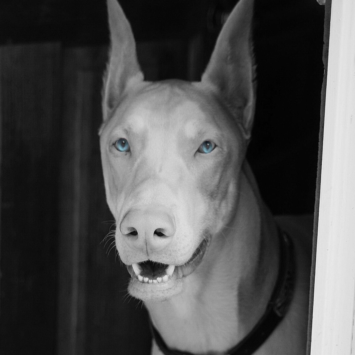 Собака Доберман альбинос