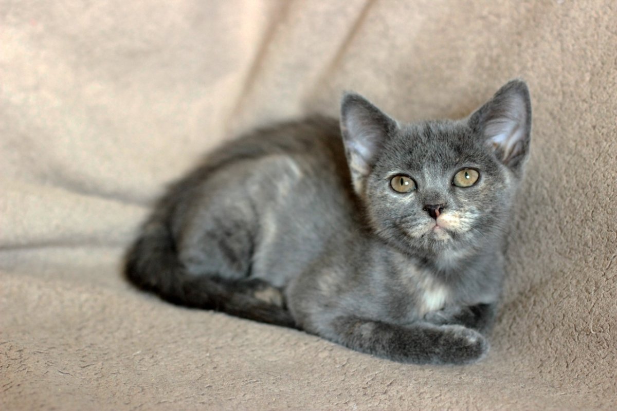 Британская короткошёрстная кошка котята