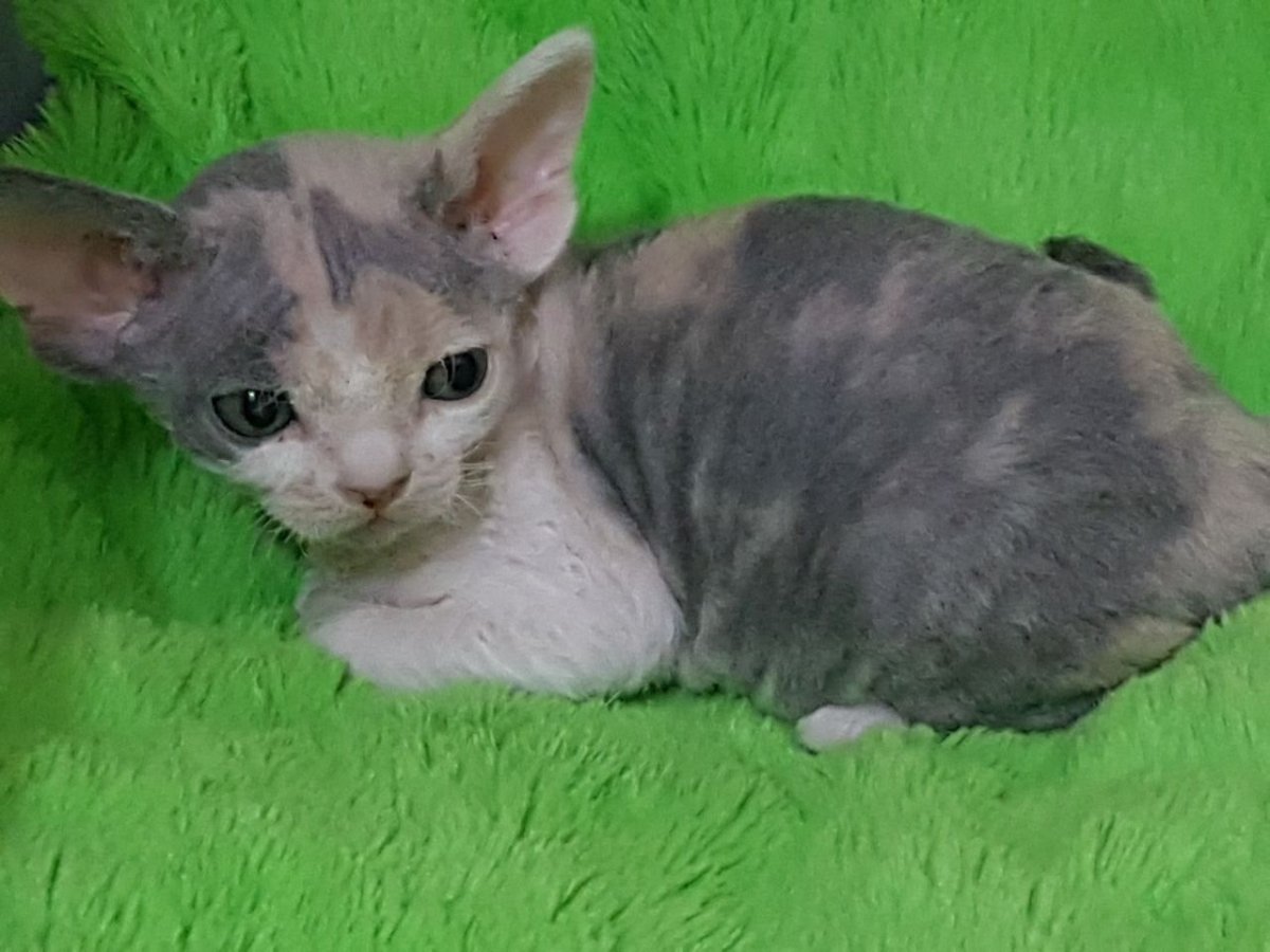 Котята Мейн куна