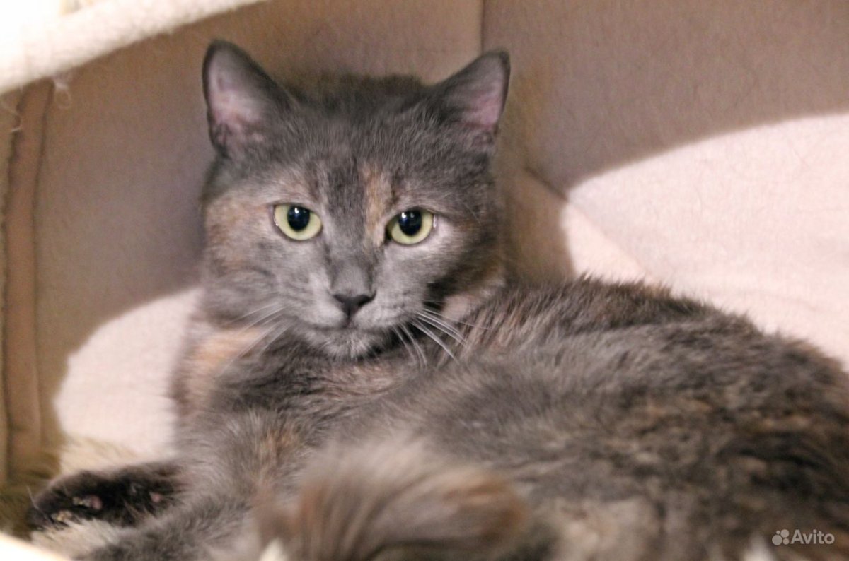 Голубокремовая кошка пушистая фото