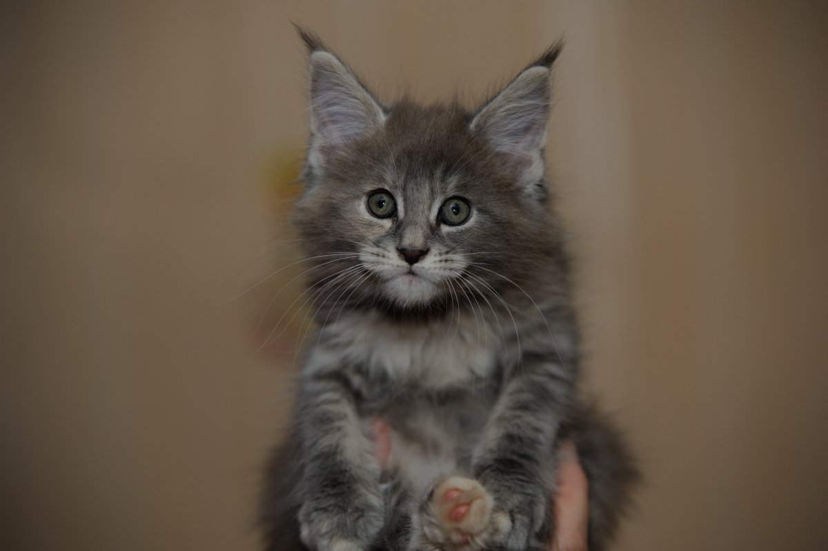 Сибирская голубая табби