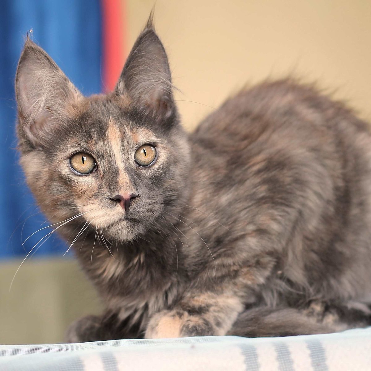 Голубо кресовая черепаха