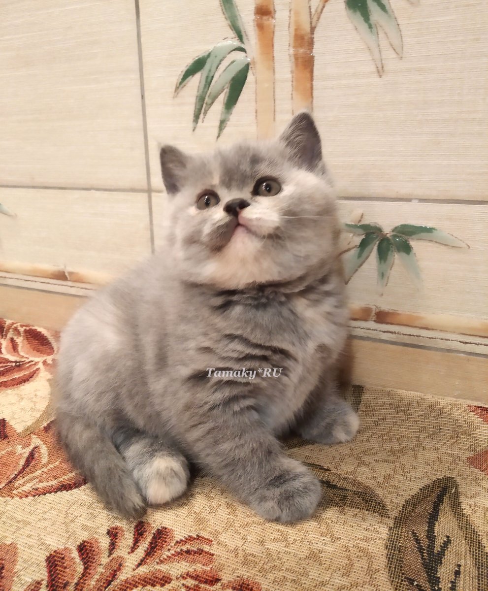 Британская вислоухая черепаховая кошка