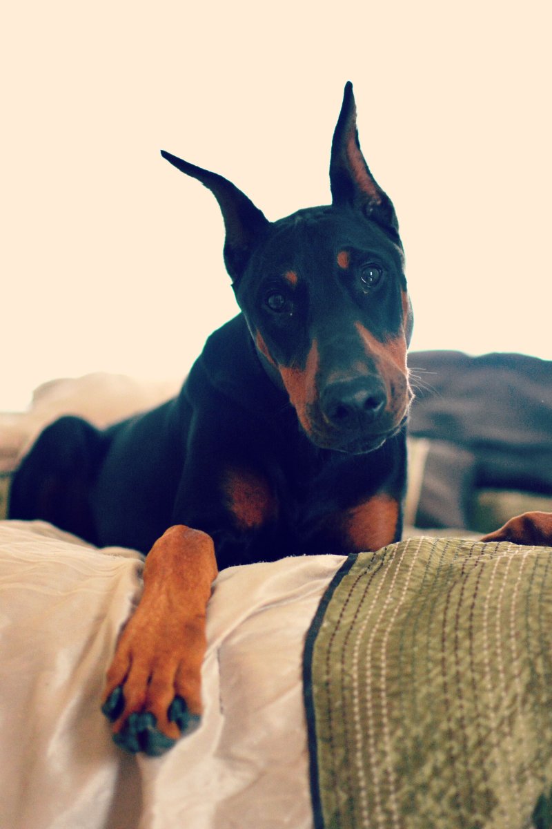 Доберман собака с человеком