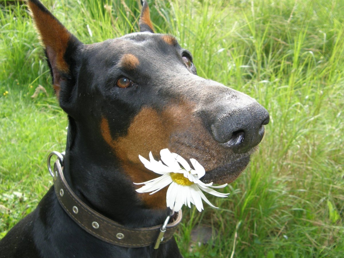 Доберман добрый