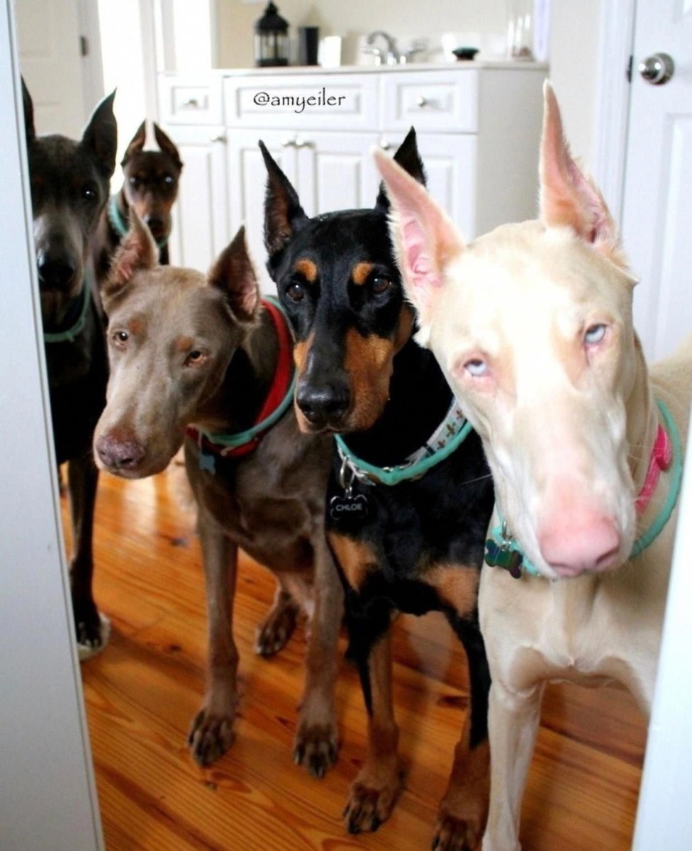 Щенок добермана белый