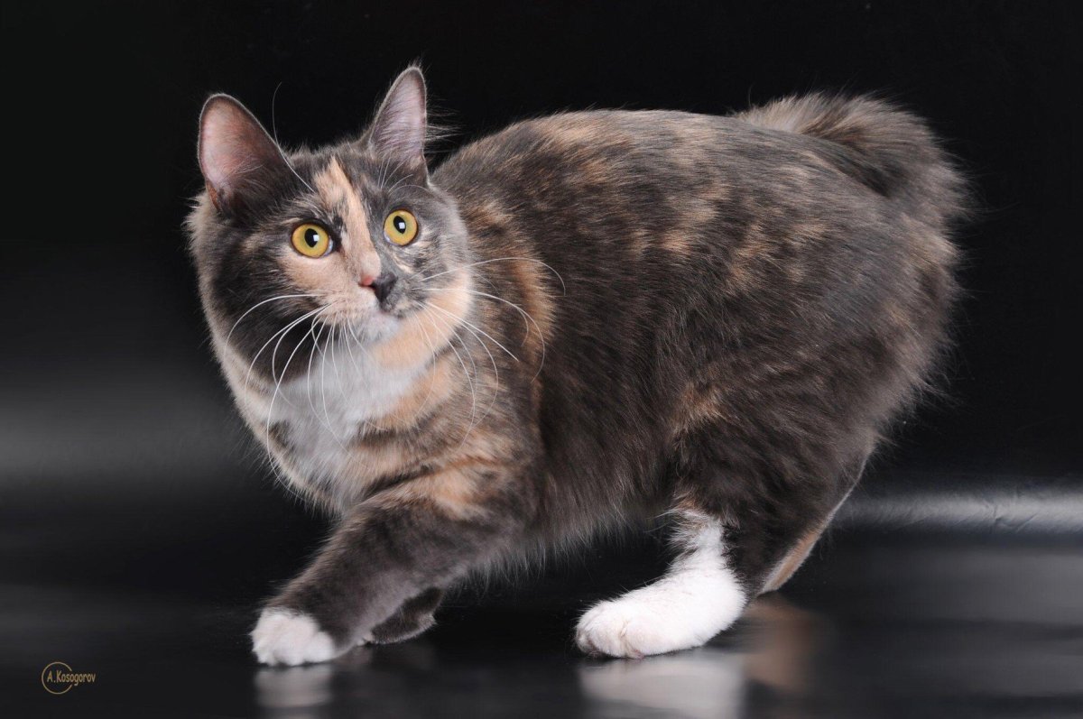 Мейн кун голубокремовая черепаха редкий окрас