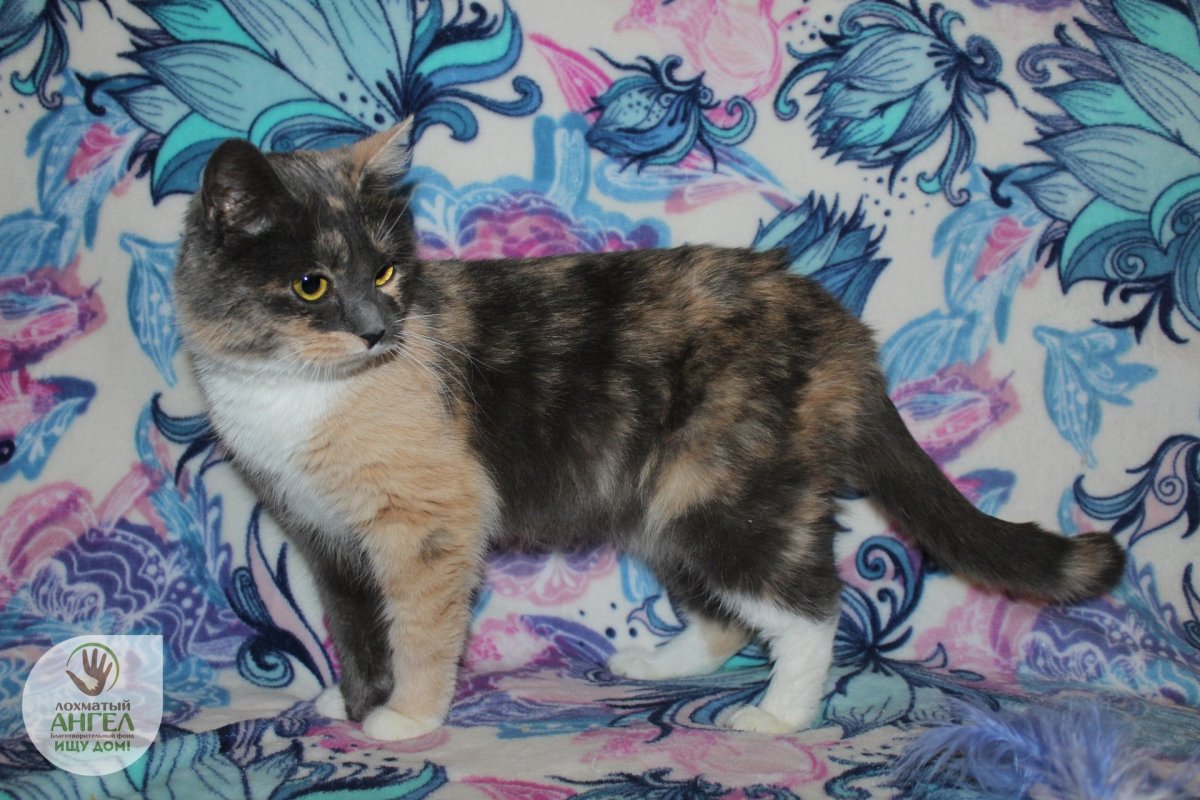 Голубокремовые котята