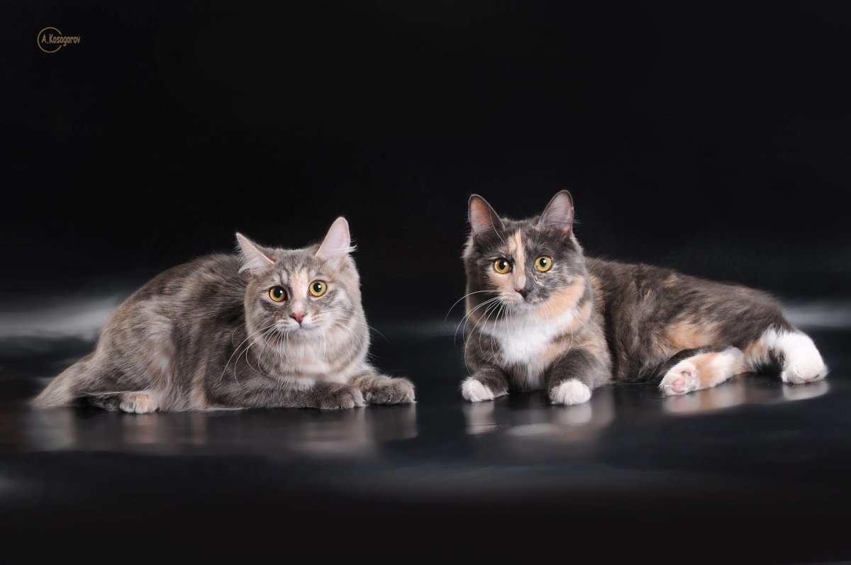 Голубокремовая черепаха Мейн кун