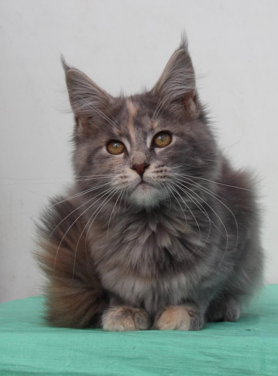 Голубокремовая Мейн кун