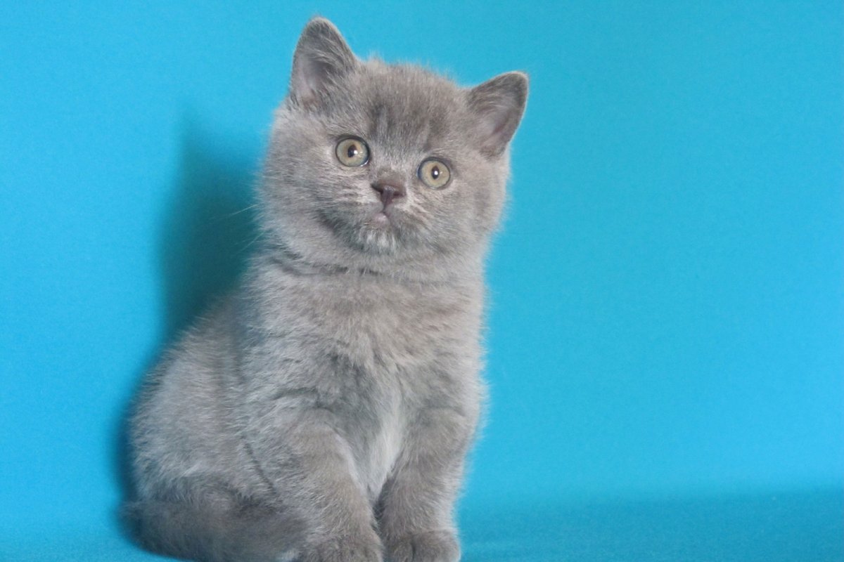 Голубокремовые котята