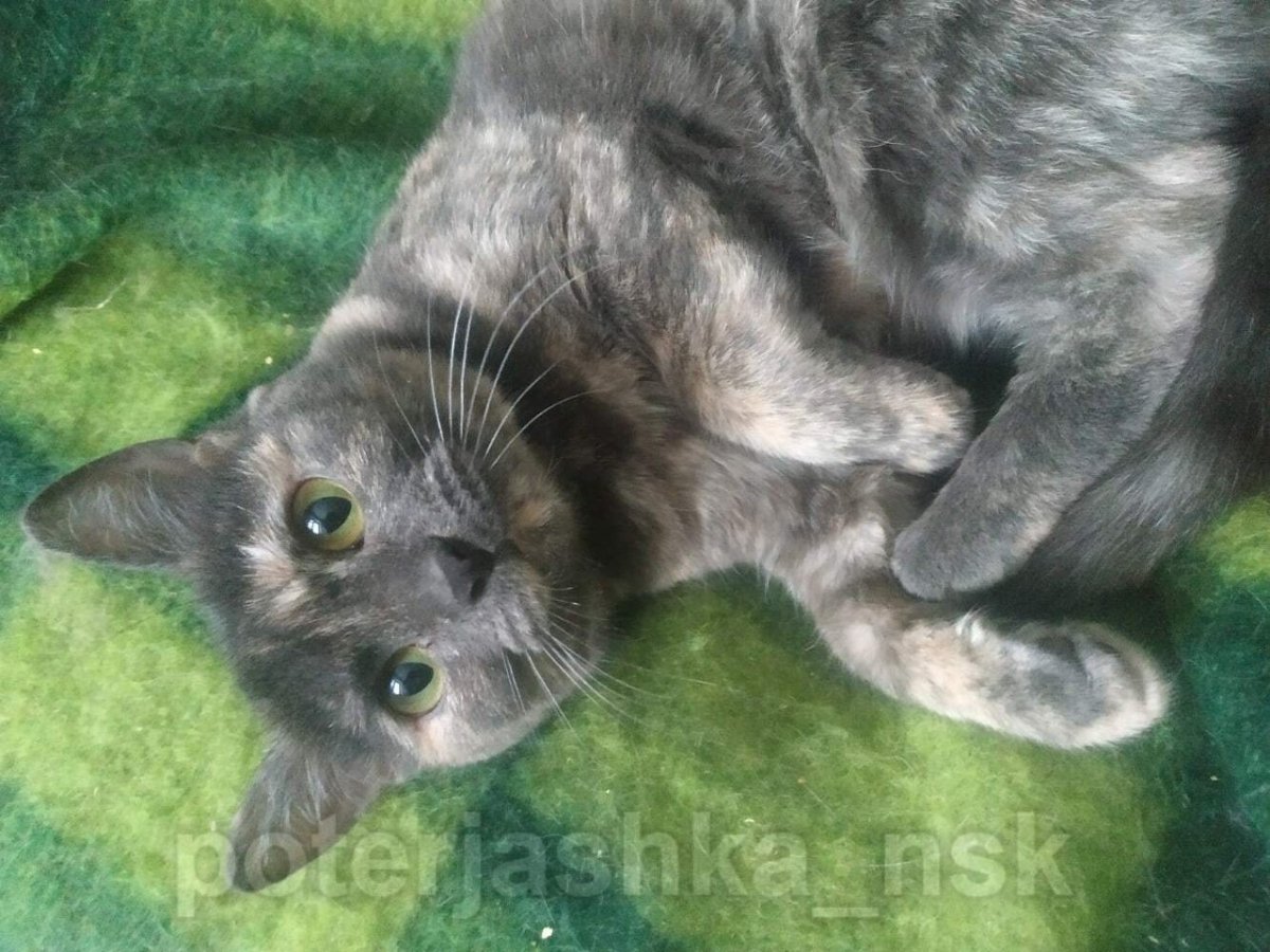 Золотая Империя питомник Мейн кунов