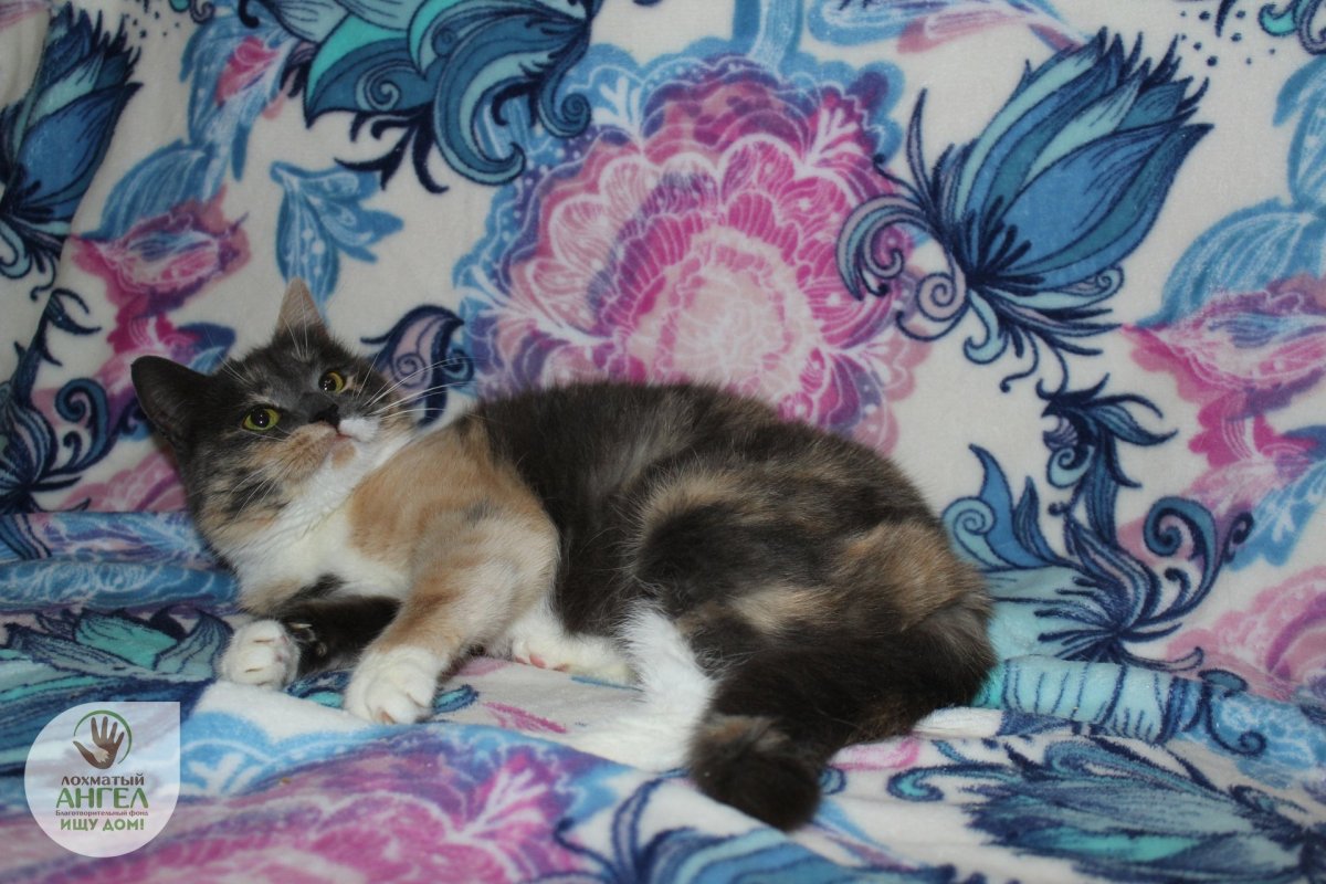 Голубокремовая черепаха