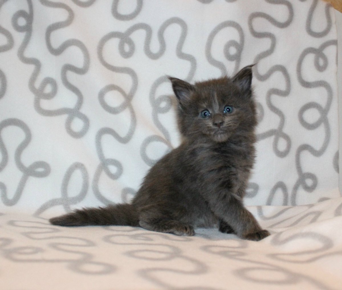 Голубокремовая черепаха Мейн кун