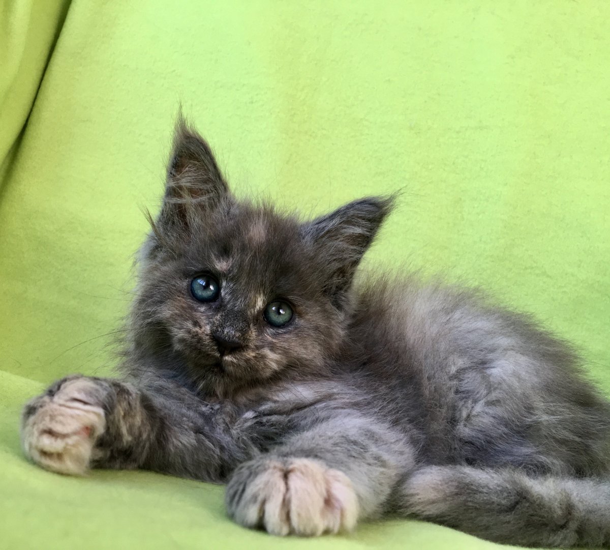 Мейн кун серебристый окрас