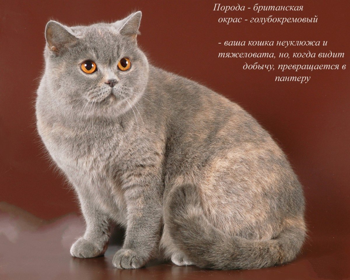 Голубокремовая черепаха Мейн кун