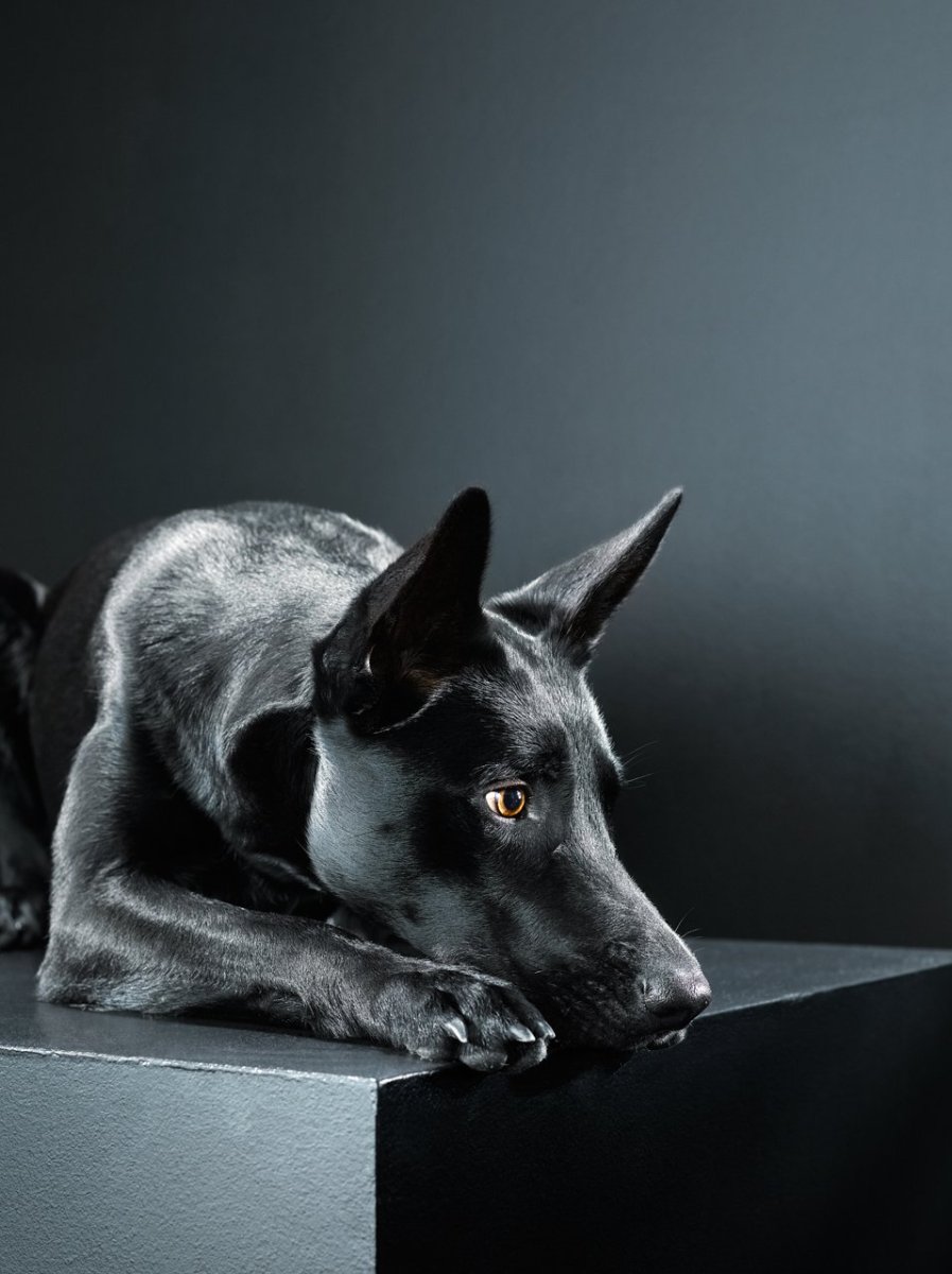 Самые красивые черные собаки