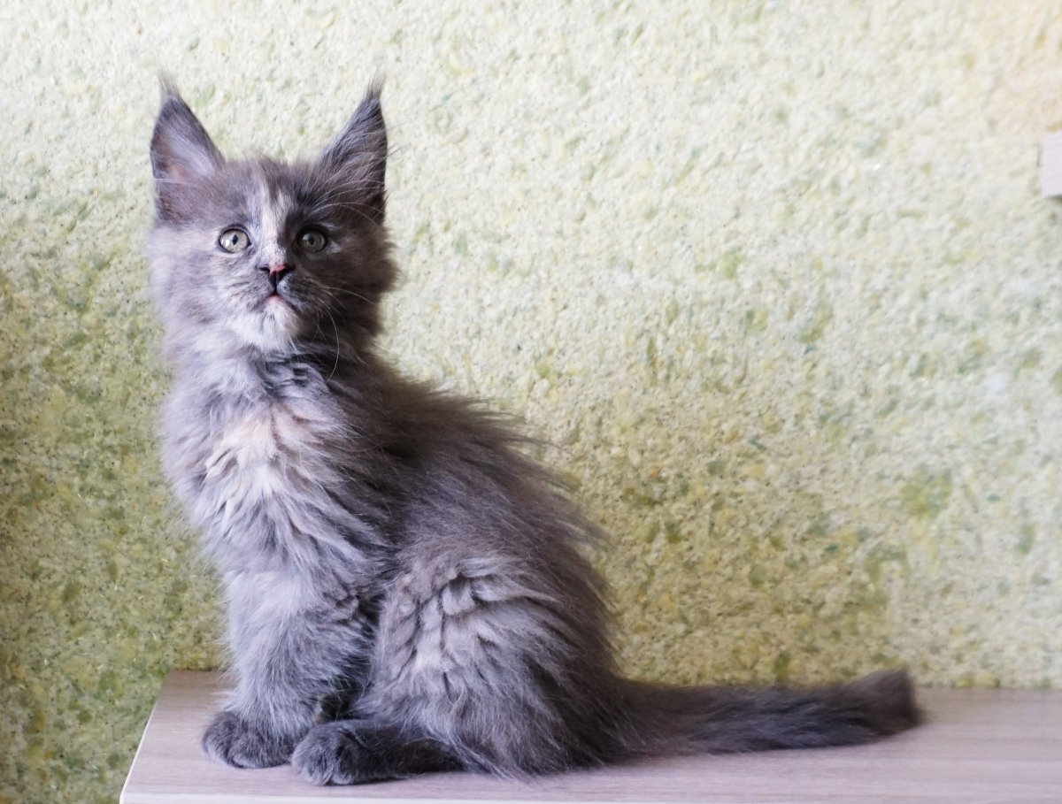 Голубокремовый черепаховый окрас