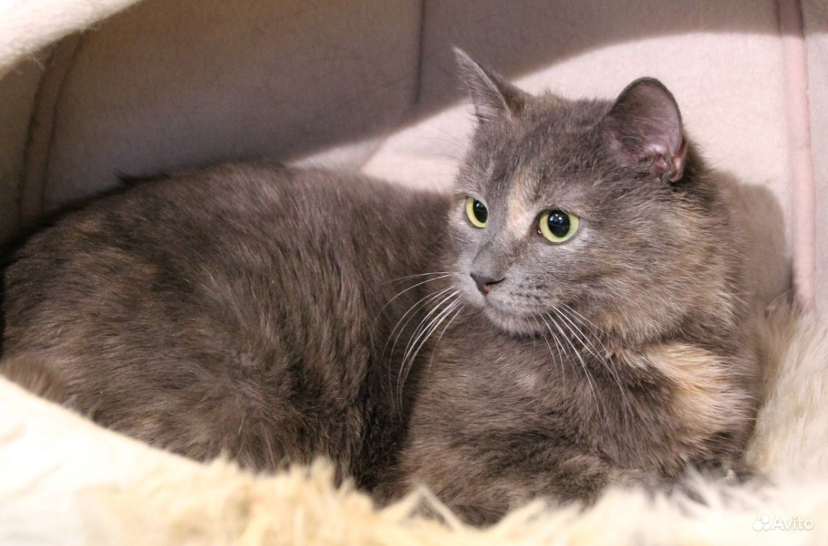 Голубая черепашка Мейн кун