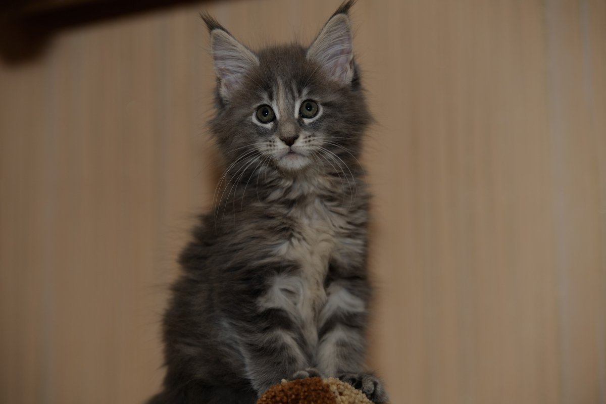 Полудлинношерстные кошки